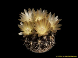 Eriosyce curvispina (syn. Horridocactus horridus) 1909